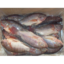 Tilapia congelada Wggs